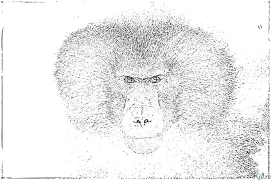 бабуїн Розмальовки Для Друку